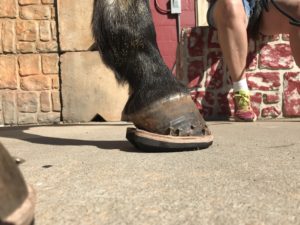 laminitis-in-horses